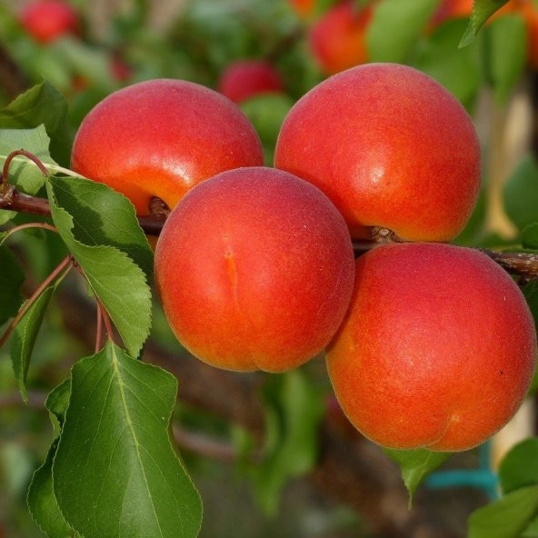 Tüplü Zaiges Red Kırmızı Kayısı Fidanı