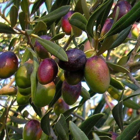 Tüplü Sofralık Manzalina Zeytin Fidanı