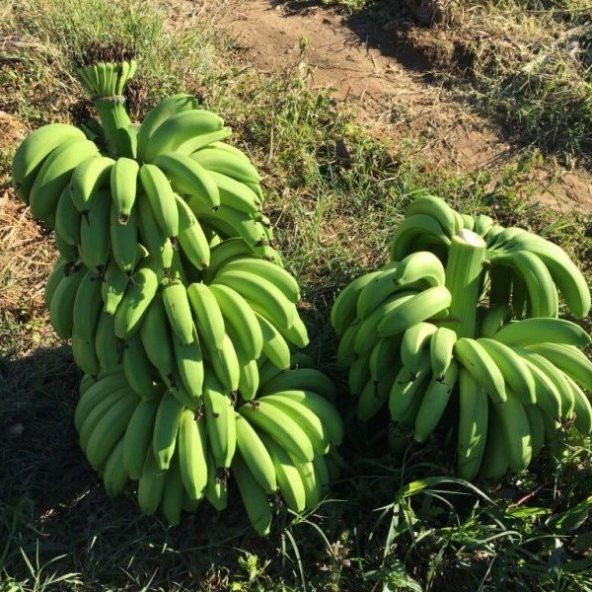 Tüplü Bodur Saksılık Muz Fidanı Musa Cavendish (Sınırlı Stok)