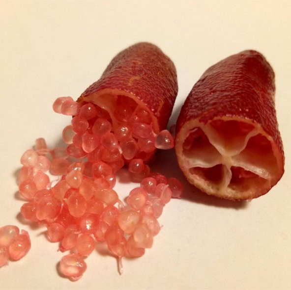 Tüplü Havyar Limon Mia Rose Pembe Finger Lime Fidanı