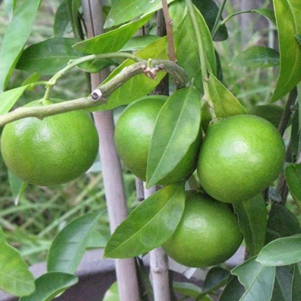 Tüplü Nadir Lime Quat (Çekirdeksiz Limon) Fidanı ürün görseli 1