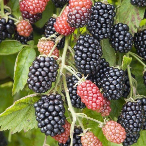 Tüplü Yediveren Erkenci Early Fat Böğürtlen Fidanı