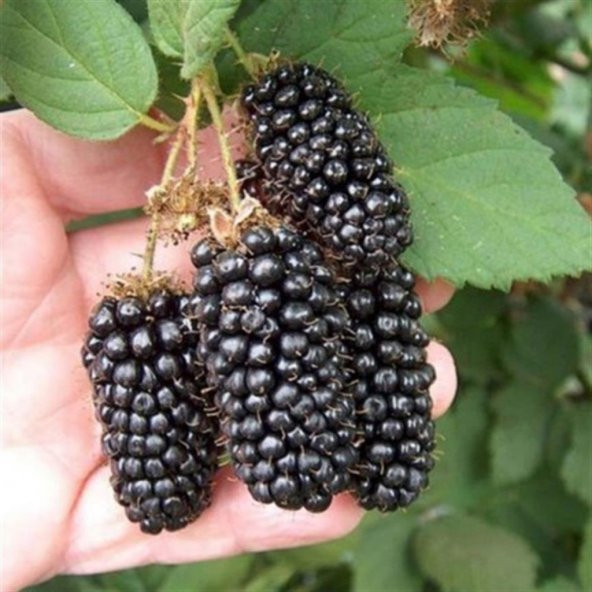 Tüplü Jumbo Böğürtlen Fidanı