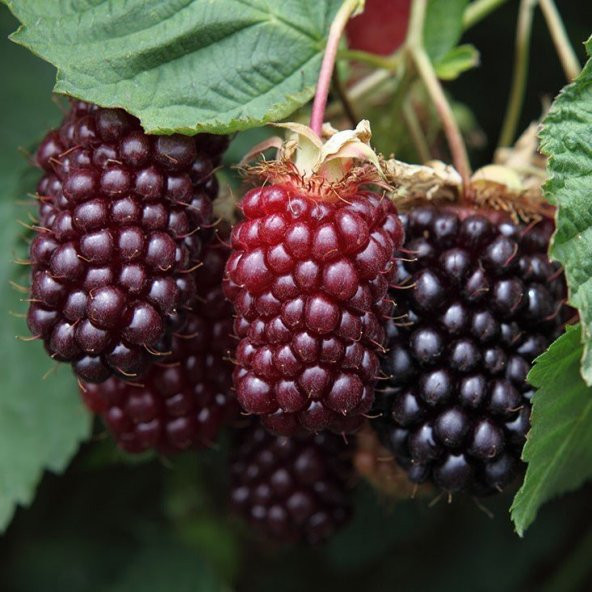 Tüplü Boysenberry Böğürtlen Fidanı
