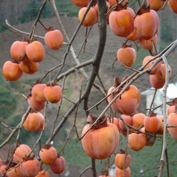 Tüplü Doğal Şifalı Yabani Hurma Ağacı Fidanı ürün görseli