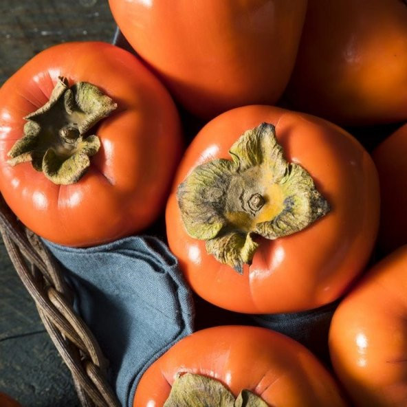 Tüplü İri Meyveli Hanna Fuyu Trabzon Hurması Fidanı