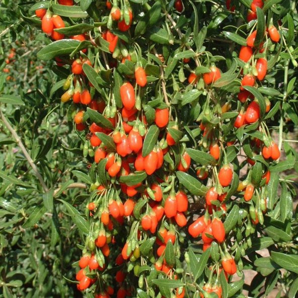 Tüplü Goji Berry Kırmızı Kurt Üzümü Fidanı
