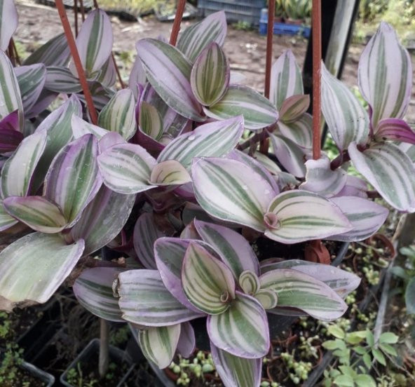 Özel Alacalı Yapraklı Tradescantia Nanouk Telgraf Çiçeği 5.5 Luk Saksıda