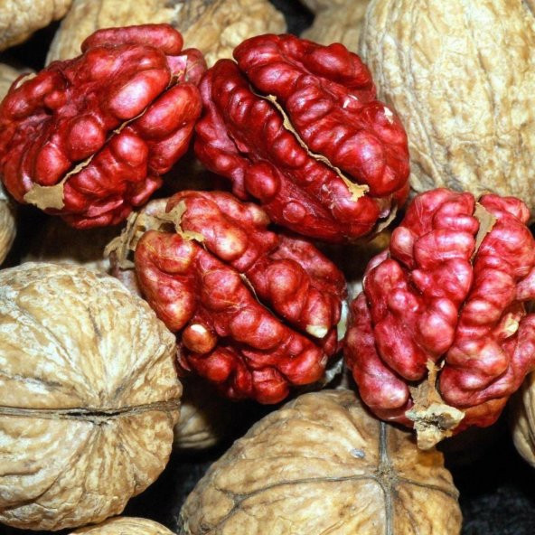 Tüplü Aşılı Özel Üretim Kırmızı Ceviz Fidanı ürün görseli