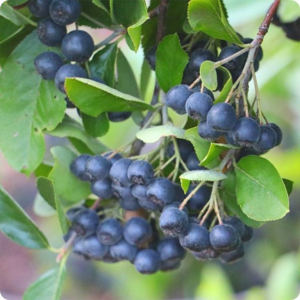 Nero Siyah Aronya Aronia Chokeberry Fidanı (10-20 cm) ürün görseli