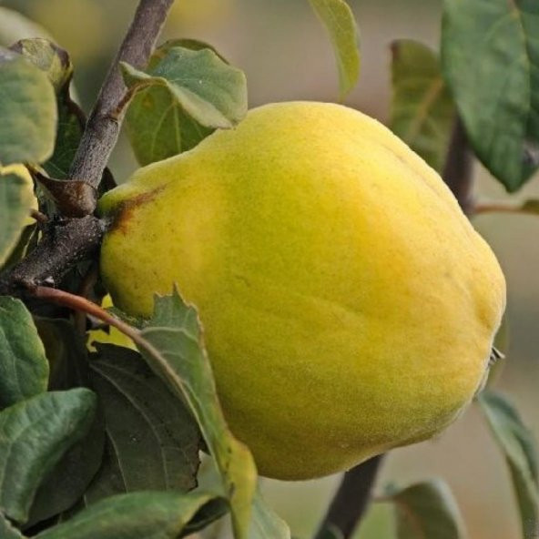 Tüplü İri Meyveli İstanbul Ayvası Ege 22 Ayva Fidanı ürün görseli