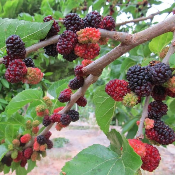 Tüplü Ekşi Kara Dut Fidanı (60-100 cm) ürün görseli 1