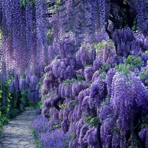 Tüplü Özel Ürün Yoğun Kokulu Wisteria Sinensis Mor Salkım Fidanı (30-50 CM) 5 adet
