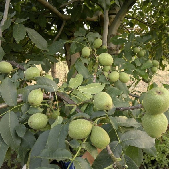 Tüplü Franquette Ceviz Fidanı ürün görseli