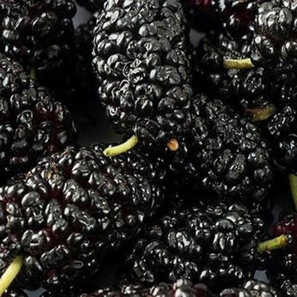 Tüplü Black Lion Kara Dut Fidanı