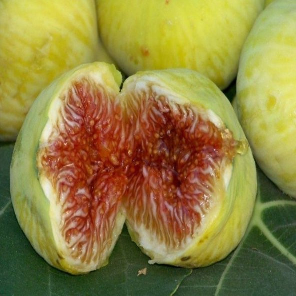 Tüplü Beyaz İri Meyvelli Ballı İncir Fidanı ürün görseli