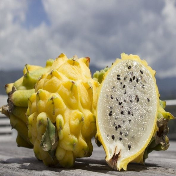 Tüplü Palora Sarı Pitaya Dragon Fruit Ejder Meyvesi Fidanı