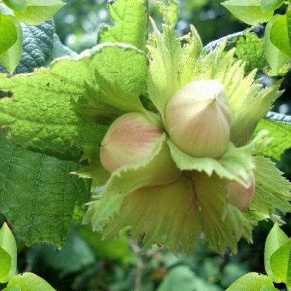 Tüplü İri Taneli Palaz Fındık Fidanı ürün görseli 1