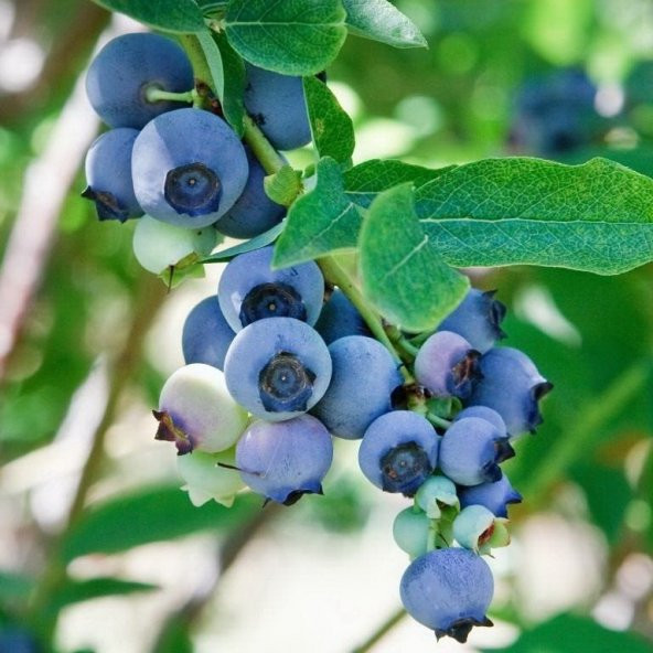 Black Murt Hambeles Fidanı ürün görseli 1