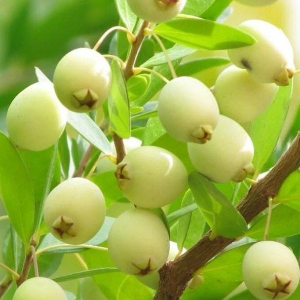 Tüplü Şifalı Verme Durumunda White Yaban Mersini Murt Fidanı ürün görseli 1