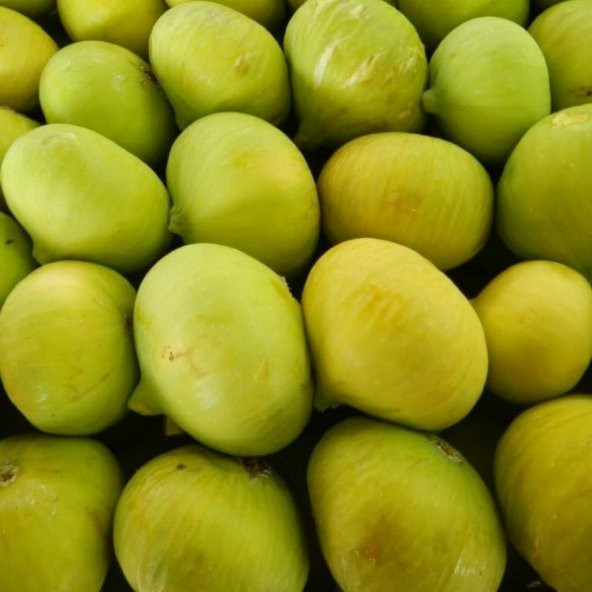 Tüplü İri Sofralık Sultan Selim İncir Fidanı ürün görseli 1