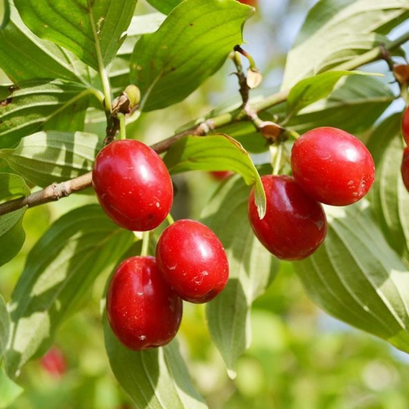 Tüplü Küçük Meyveli Anadolu Kırmızı Kızılcık Fidanı ürün görseli 1