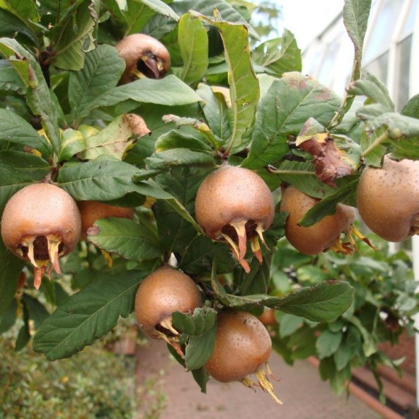 Tüplü İri Meyveli Jumbo Döngel Muşmula Fidanı (120-180 cm) - 1