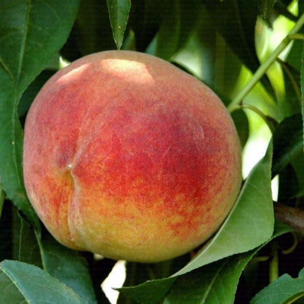 Tüplü Etli Spring Bella Şeftali Fidanı