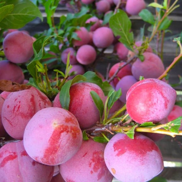 Tüplü Yarı Bodur Red Early Japon Erik Fidanı ürün görseli 1