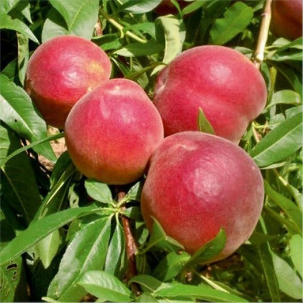 Tüplü Yarıbodur Sugar Vista Rich Şeftali Fidanı - 1