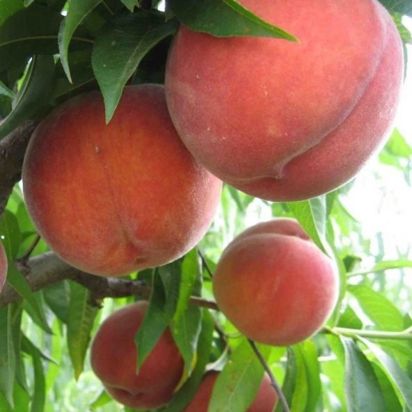 Tüplü Yarı Bodur  Yoğun Aromalı Monreo Şeftali Fidanı ürün görseli 1