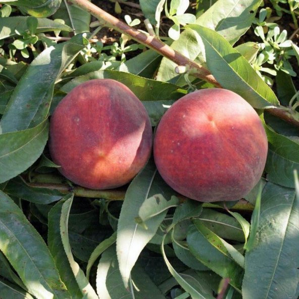 Tüplü Yarı Bodur Marmelot Spring Bella Şeftali Fidanı(Anaç gf677) ürün görseli 1