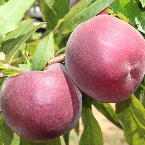 Tüplü Yarıbodur Bol Verimli Aromatik Elegant Lady Şeftali Fidanı ürün görseli 1