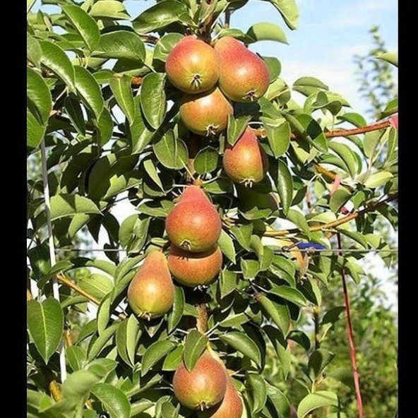 Tüplü Salkım Yarıbodur Etruşka Armut Fidanı ürün görseli 1