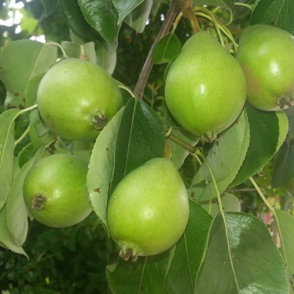 Tüplü Yarı Bodur Erkenci Ballı Akça Armut Fidanı ürün görseli