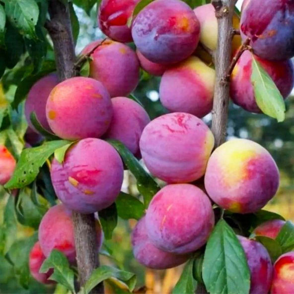 Tüplü Yarı Bodur Black Rose Erik Fidanı ürün görseli