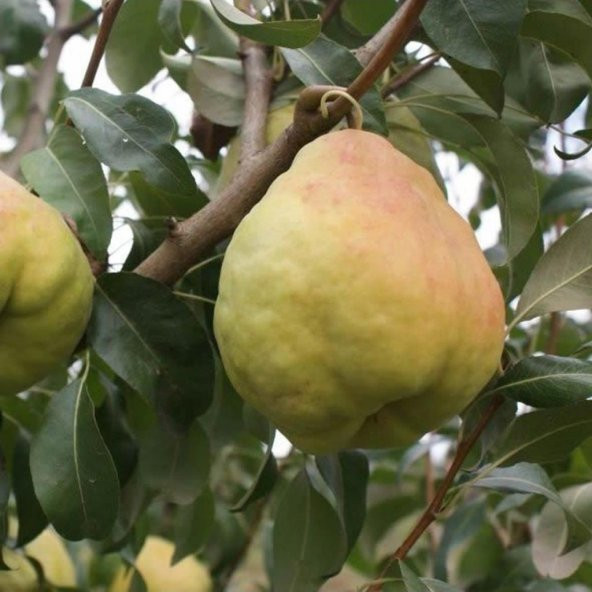 Tüplü İri Yarı Bodur Deveci Armut Fidanı