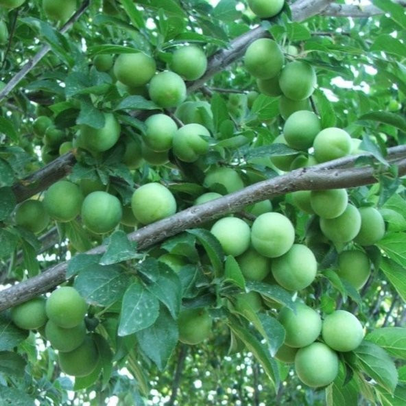 Tüplü Yarı Bodur Gölcük(Ağustos) Papaz Fidanı