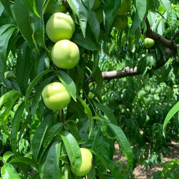 Tüplü Yarı Bodur Snow Beauty White Nektarin Fidanı