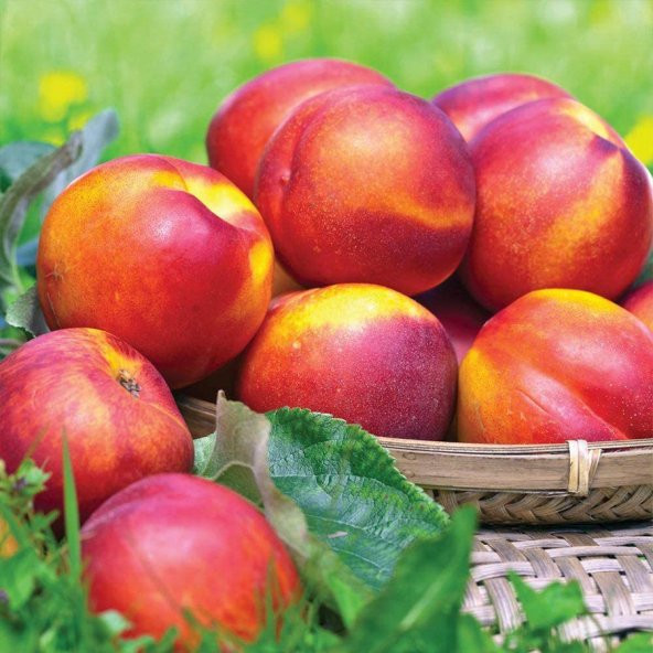 Tüplü İri Yarı Bodur Red Giant Nektarin Fidanı