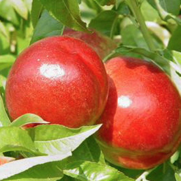 Tüplü Yarı Bodur Grand Nektarin Fidanı