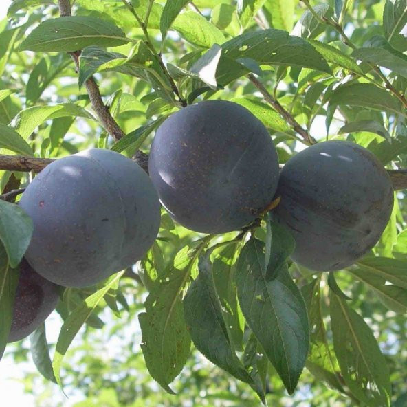 Tüplü Yarı Bodur Primetime Erik Fidanı ürün görseli