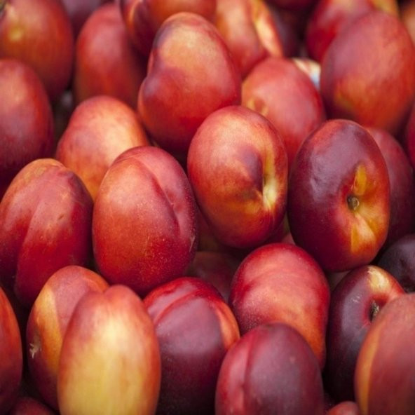 Tüplü Yarı Bodur Dayanıklı Caldesi Nektarin Fidanı