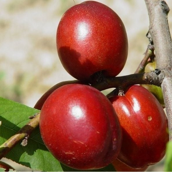 Tüplü Yarı Bodur Yumuşak Big Nektarin Fidanı ürün görseli