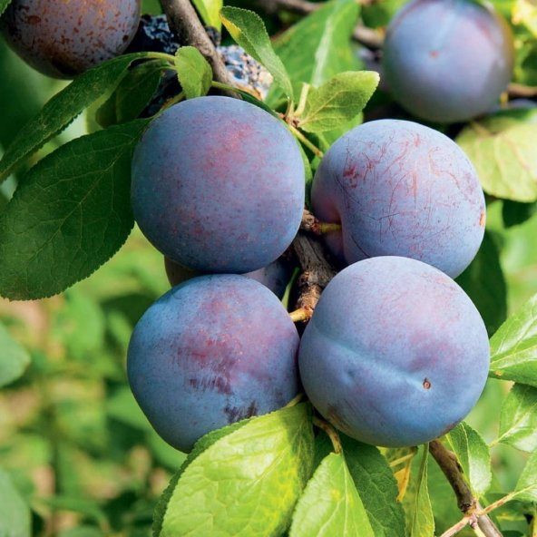 Tüplü Yarı Bodur Briton Erik Fidanı ürün görseli 1