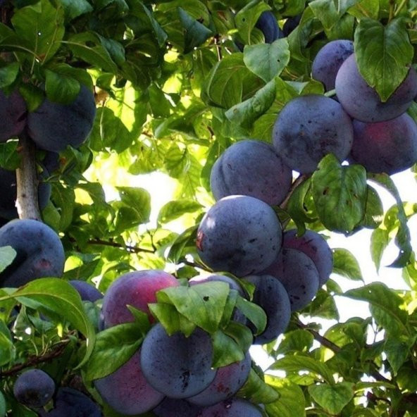 Tüplü Yarıbodur Japon Tracy Sun Erik Fidanı ürün görseli 1