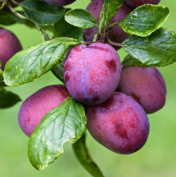 Tüplü Yarı Bodur İtalyan Prizantin Erik Fidanı ürün görseli 1