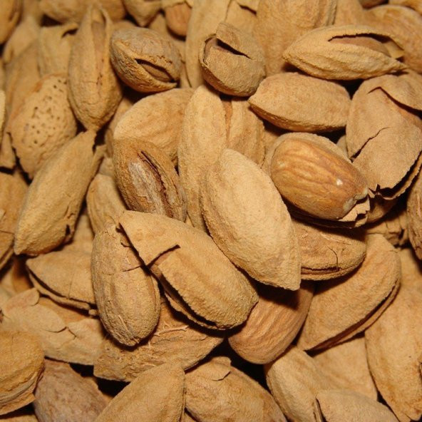 Tüplü Yarı Bodur Büyük Yaşlı İnce Kabuklu Carmel El Badem Fidanı ürün görseli