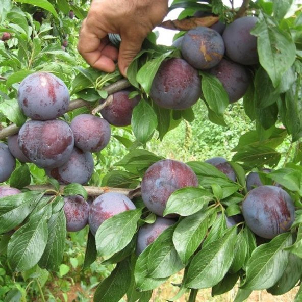 Tüplü Yarı Bodur Black Beauty 7 Erik Fidanı ürün görseli 1