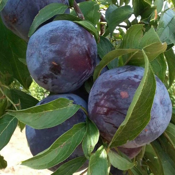 Tüplü Yarı Bodur Black Diamond Erik Fidanı